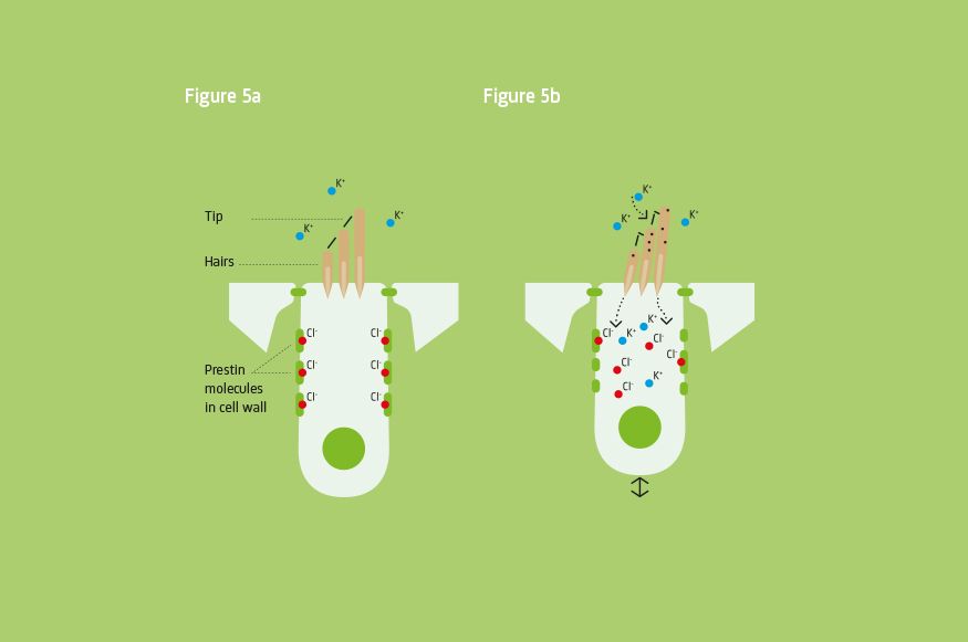 Ear hair cells