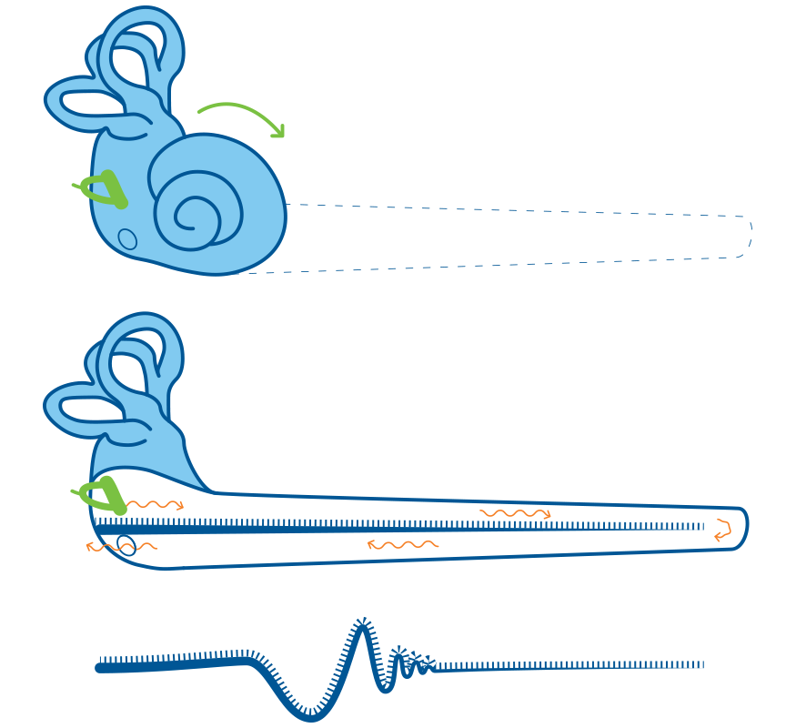 Parts of the outer ear