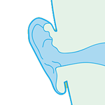 The anatomy of the human ear