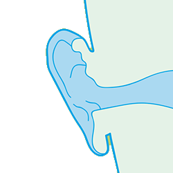 人間の耳の構造