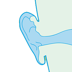 The anatomy of the human ear