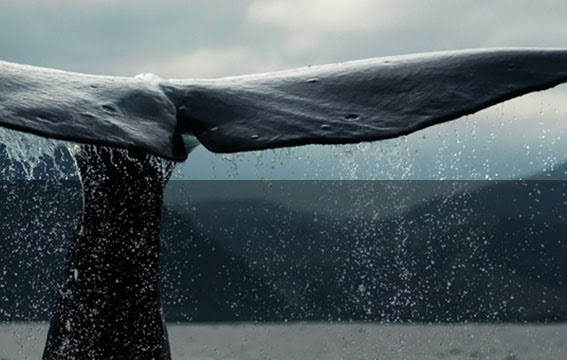 Sound of blue whales