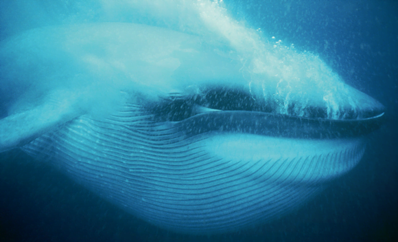 The Blue Whale