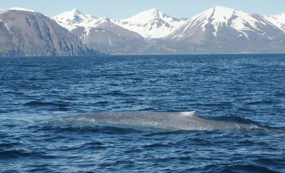 Blue whale diving