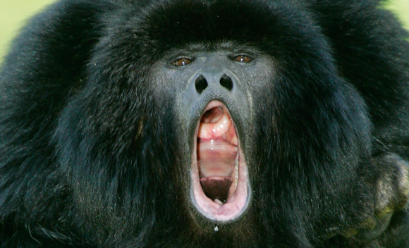El mono aullador es famoso por la intensidad de sus gruñidos