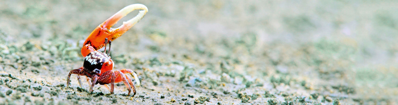 The fauna philharmonics - loudest mammal