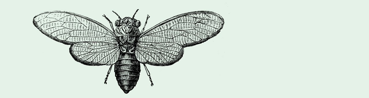 The Sound Of Summer - Cicadas Chirp