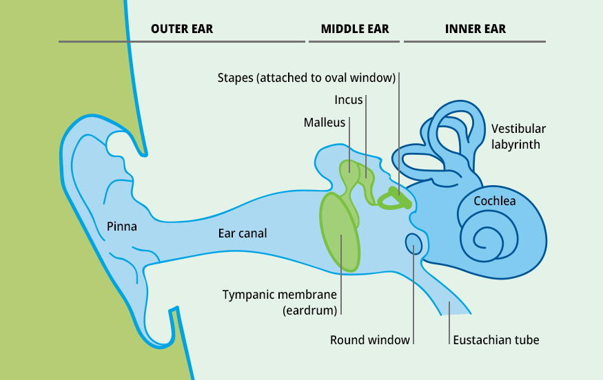 耳朵解剖