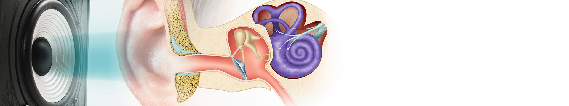 Anatomy of the ear sound speaker