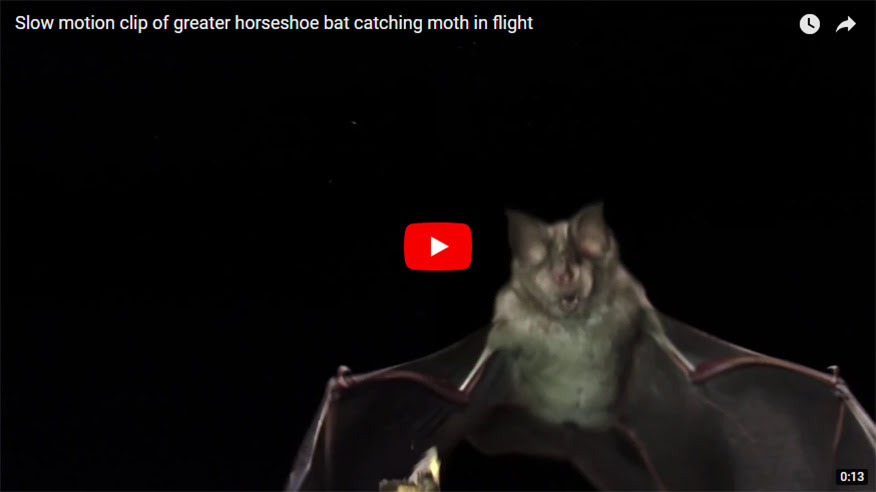 Slow motion clip of greater horseshoe bat catching moth in flight