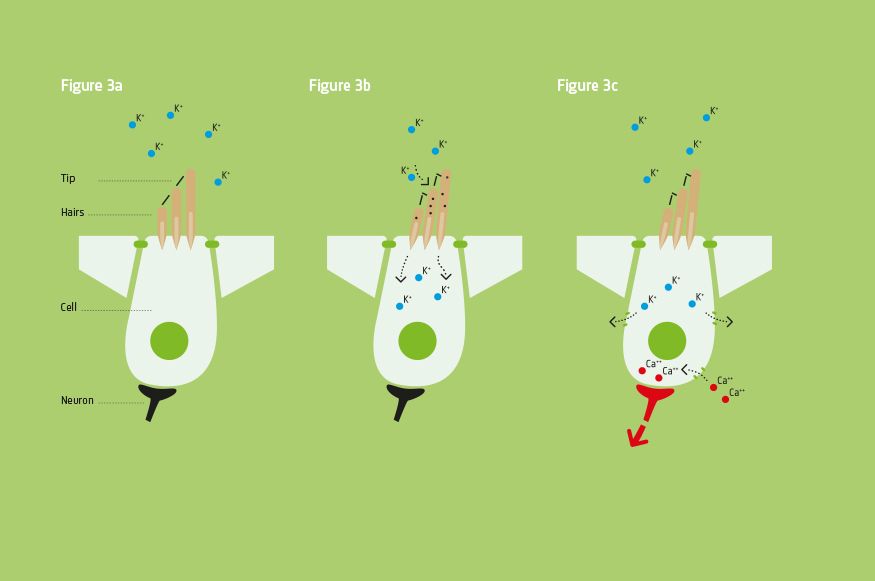 Cellules ciliées de l'oreille interne