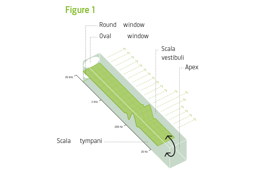 Cochlea / Scala Media