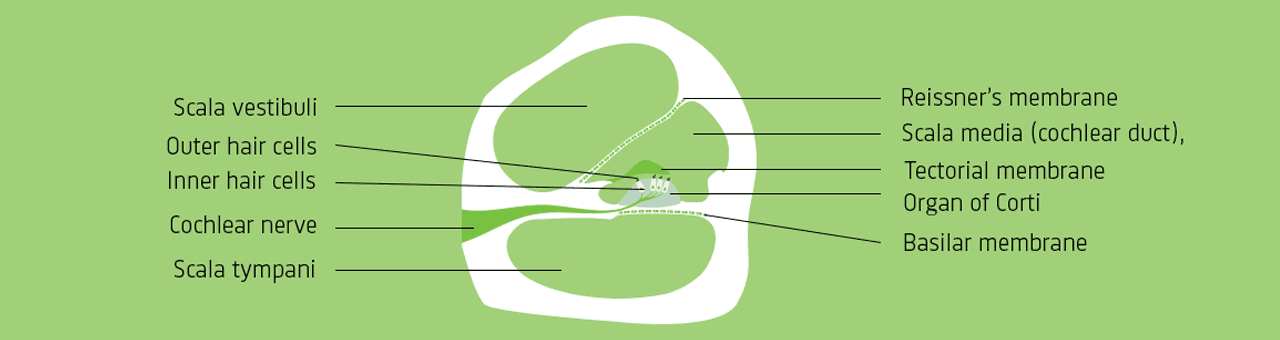 Cochlea Function / Ear Anatomy