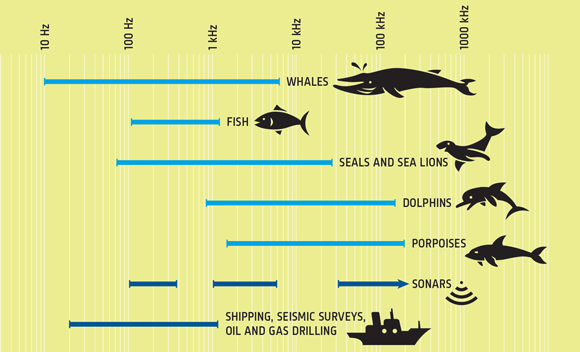 Whale calls