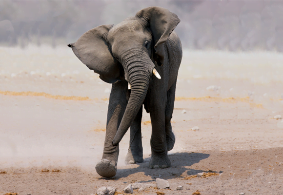 Elephants stomp